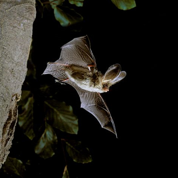 Bats in Sussex